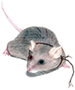 Mouse on a string at the Prison for Women - image 3