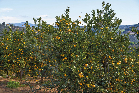 Citrus party at Mud Creek Ranch in Santa Paula CA A cookbook is an incredible - photo 12