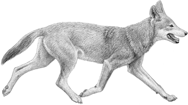 DOGS THEIR FOSSIL RELATIVES AND EVOLUTIONARY HISTORY ILLUSTRATIONS BY - photo 1