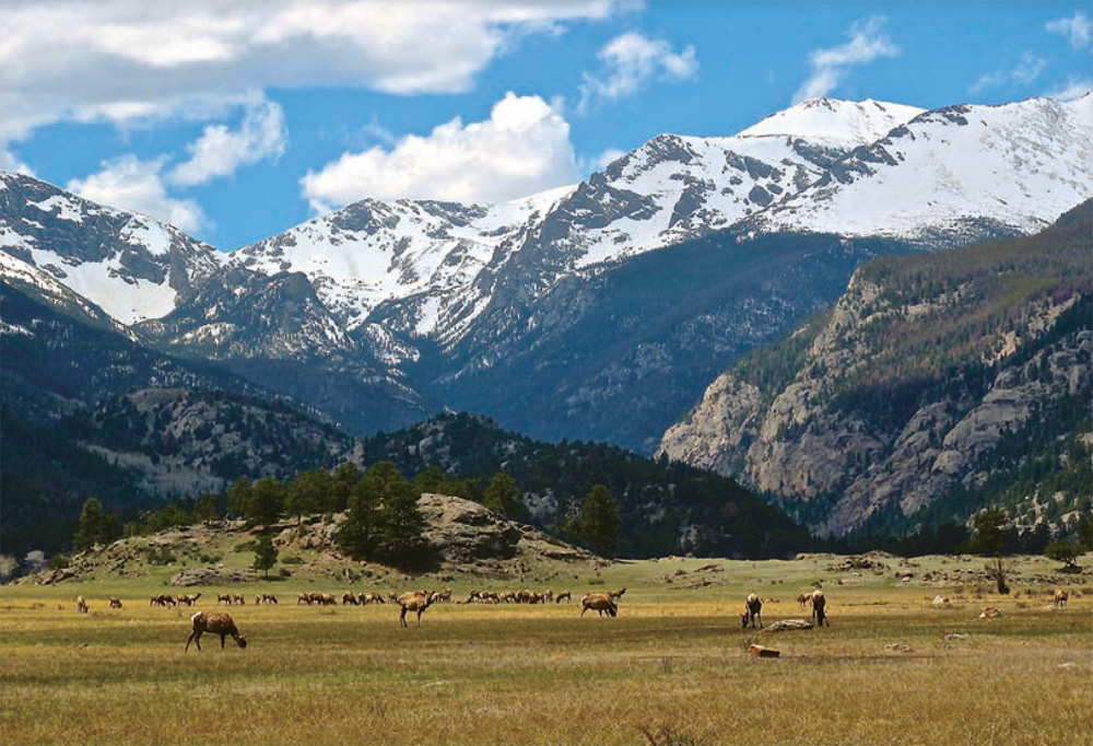 A herd of elk grazes in Moraine Park beneath snowcapped peaks in Rocky Mountain - photo 5