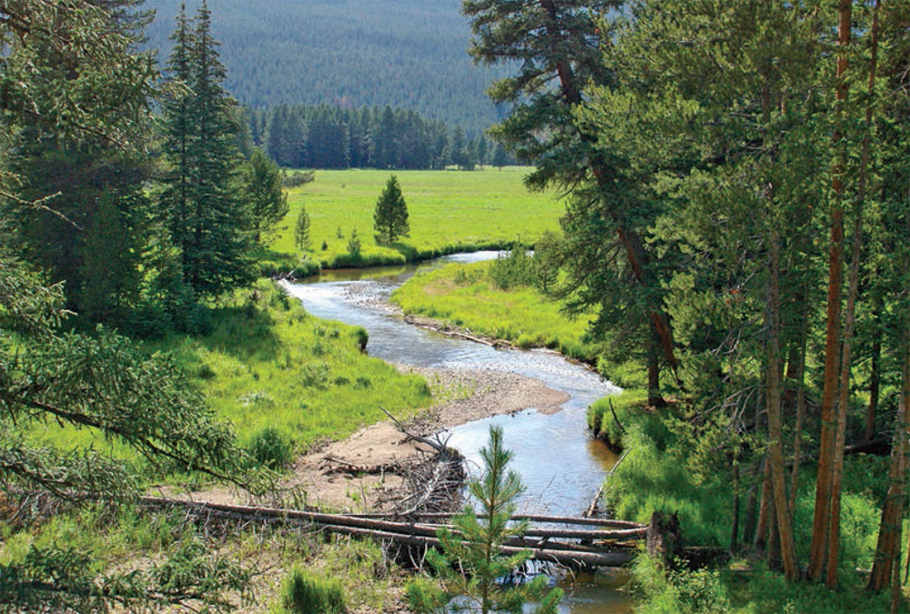 The Colorado River Trail travels through idyllic meadows and towering pine - photo 8