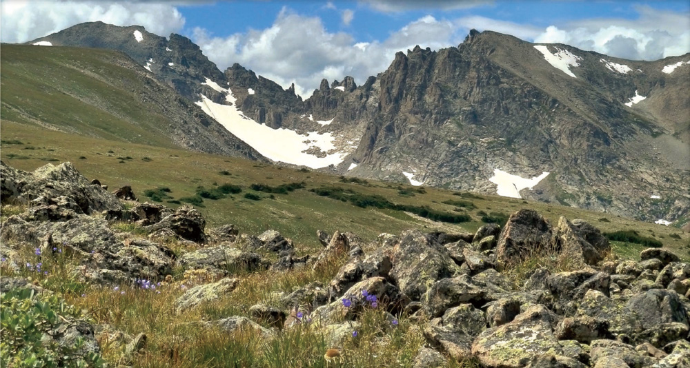 Flowers dot the tundra on Niwot Ridge below snowfields on the Indian Peaks - photo 14