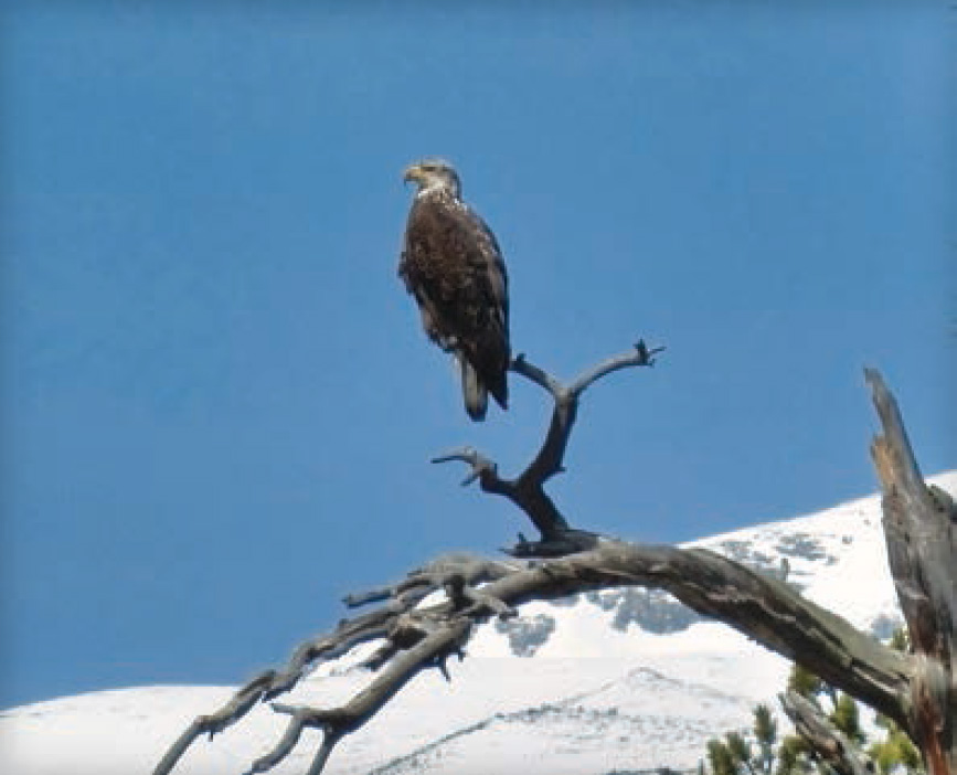 A young eagle surveys the world from his perch A solitary columbine thrives - photo 15