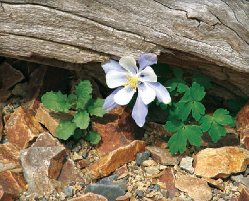 A solitary columbine thrives in a rocky spot alongside the Lake Agnes Trail - photo 16