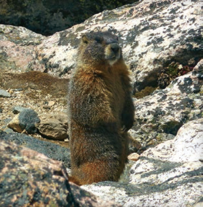 A marmot keeps a sharp eye on hikers passing through his home The setting - photo 17