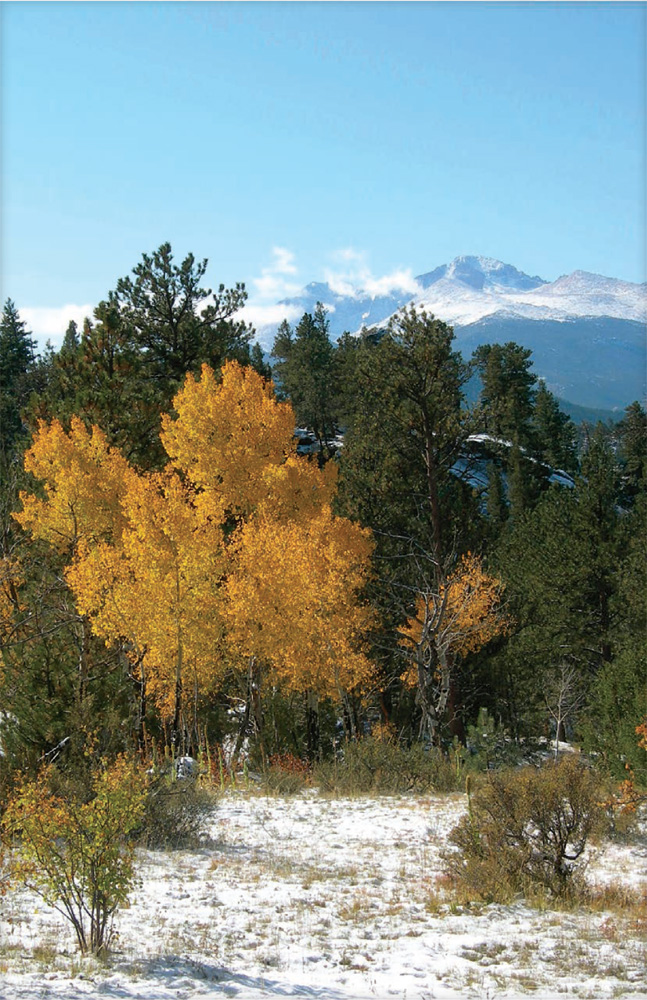 Seeing snow and glittering aspen trees together is not uncommon in the fall - photo 22