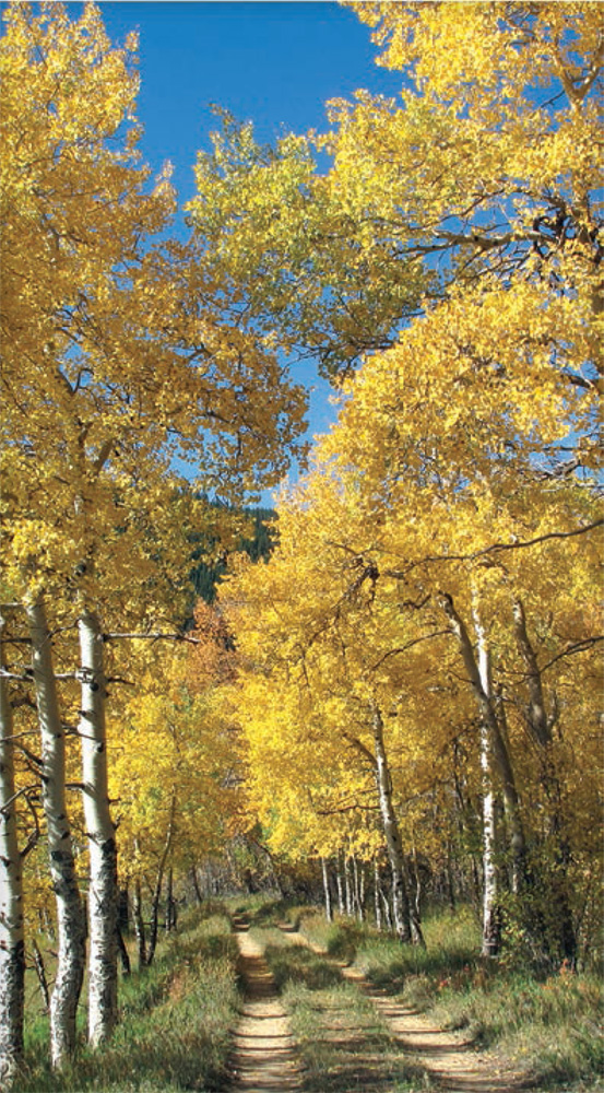 The Switzerland Trail passes through a tunnel of red and gold aspen trees on - photo 27