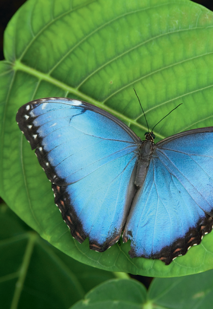 Blue morpho Morpho peleides Plants today help support vast ecosystems of - photo 5