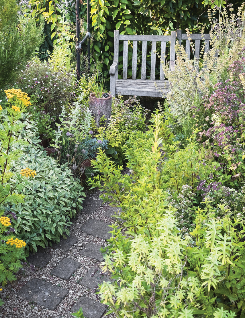 Herbs often complement other plants and create a fragrant corner for enjoying - photo 2