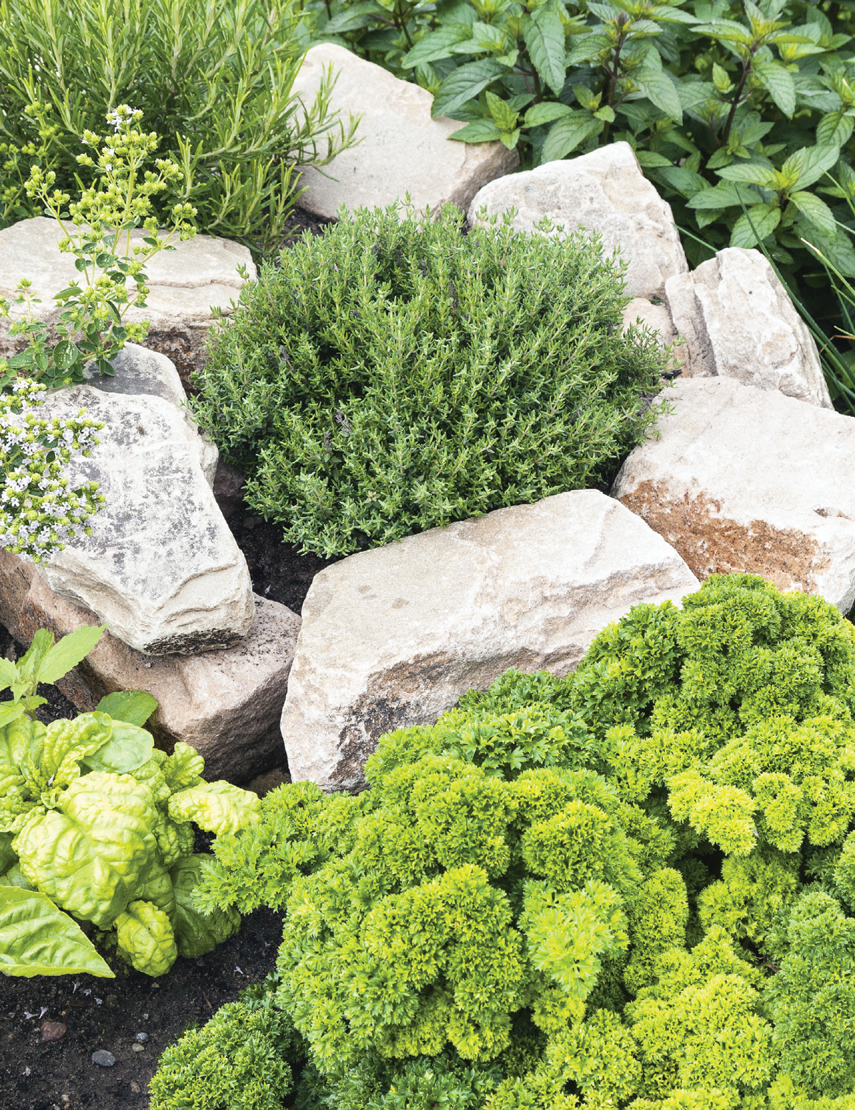Work herbs into land-scape plans that include rocks to help provide plenty of - photo 3