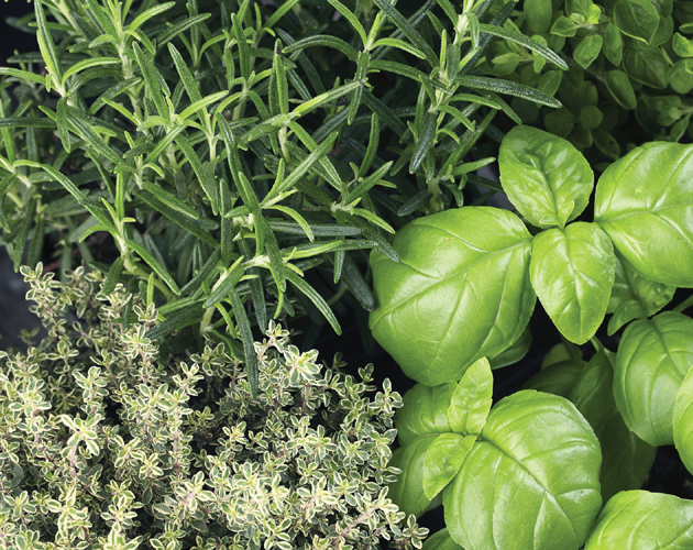 Thyme rosemary and basil from left are three popular culinary herbs to - photo 5