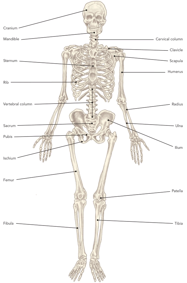 Prescriptive Stretching - photo 4