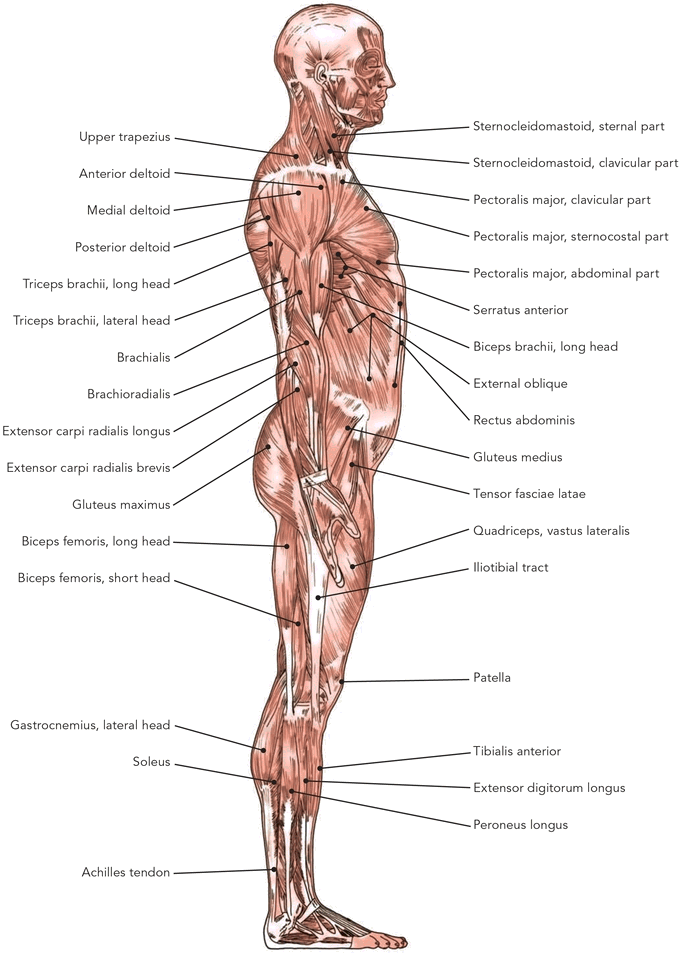 Prescriptive Stretching - photo 5