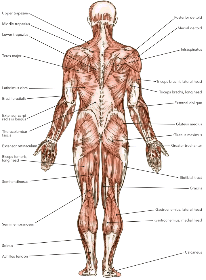 STRETCHING FUNDAMENTALS PHYSIOLOGY The human body is an amazing cr - photo 7