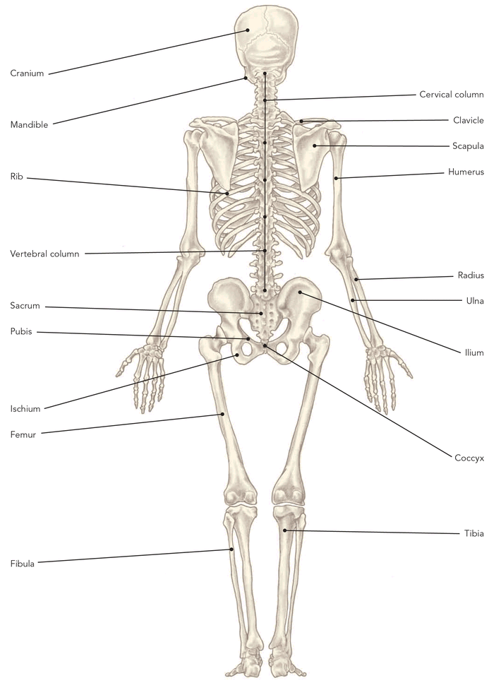 STRETCHING FUNDAMENTALS PHYSIOLOGY The human body is an amazing creation A - photo 8