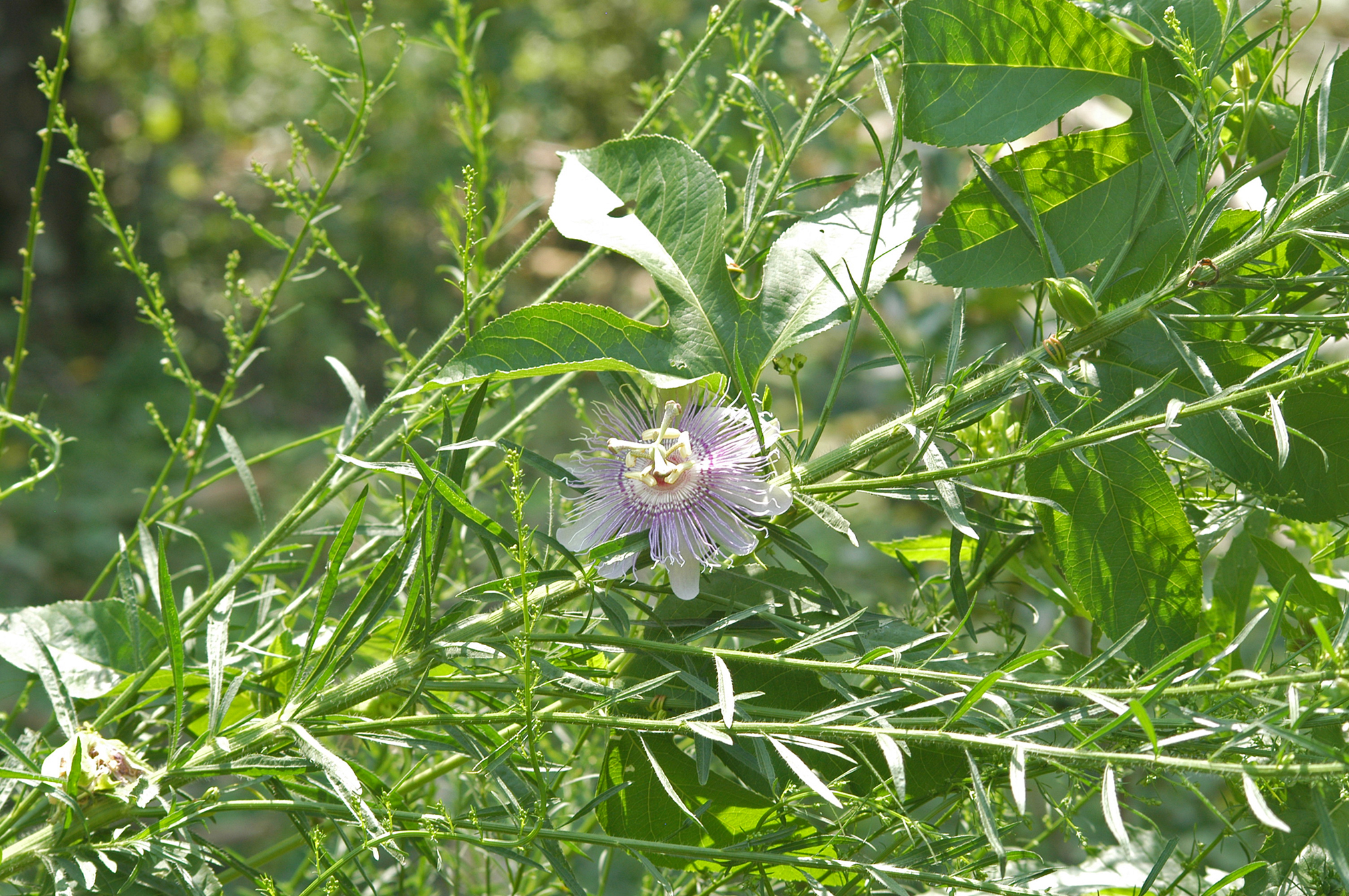 Flowers of the maypop vine give way to citrus-flavored fruit in late summer I - photo 2