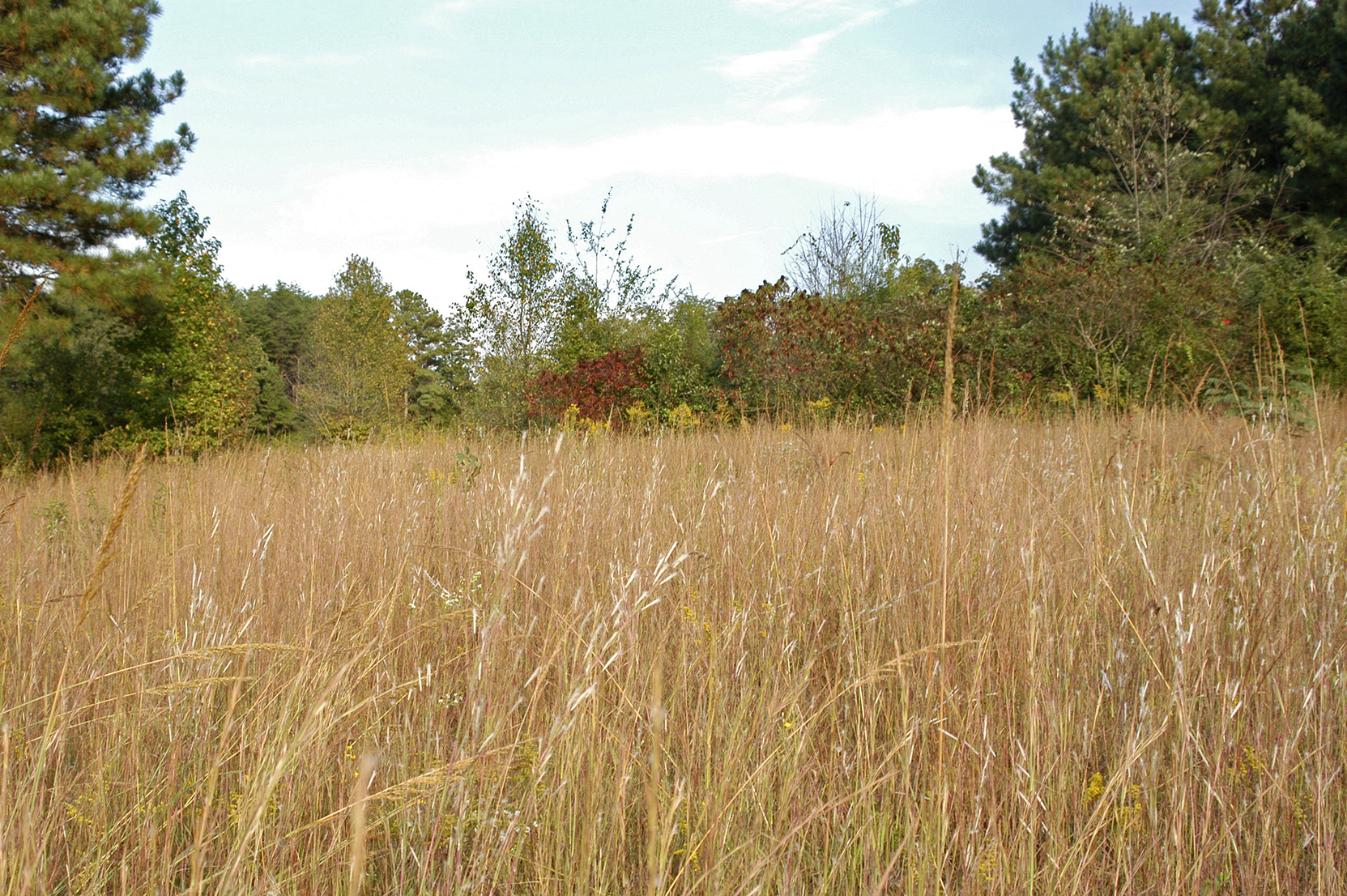 Overgrown fields are one of my favorite places to forage because of the - photo 3