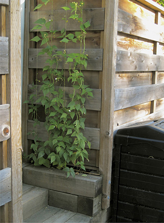 Fortex pole beans grow up a sunny exterior panel of my fence Container Gardens - photo 8