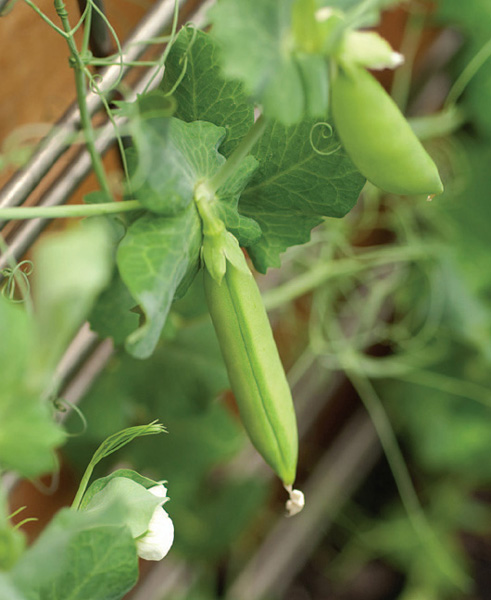 Sugar snaps strawberries simple solutions for creating your own small-space edible garden - image 1