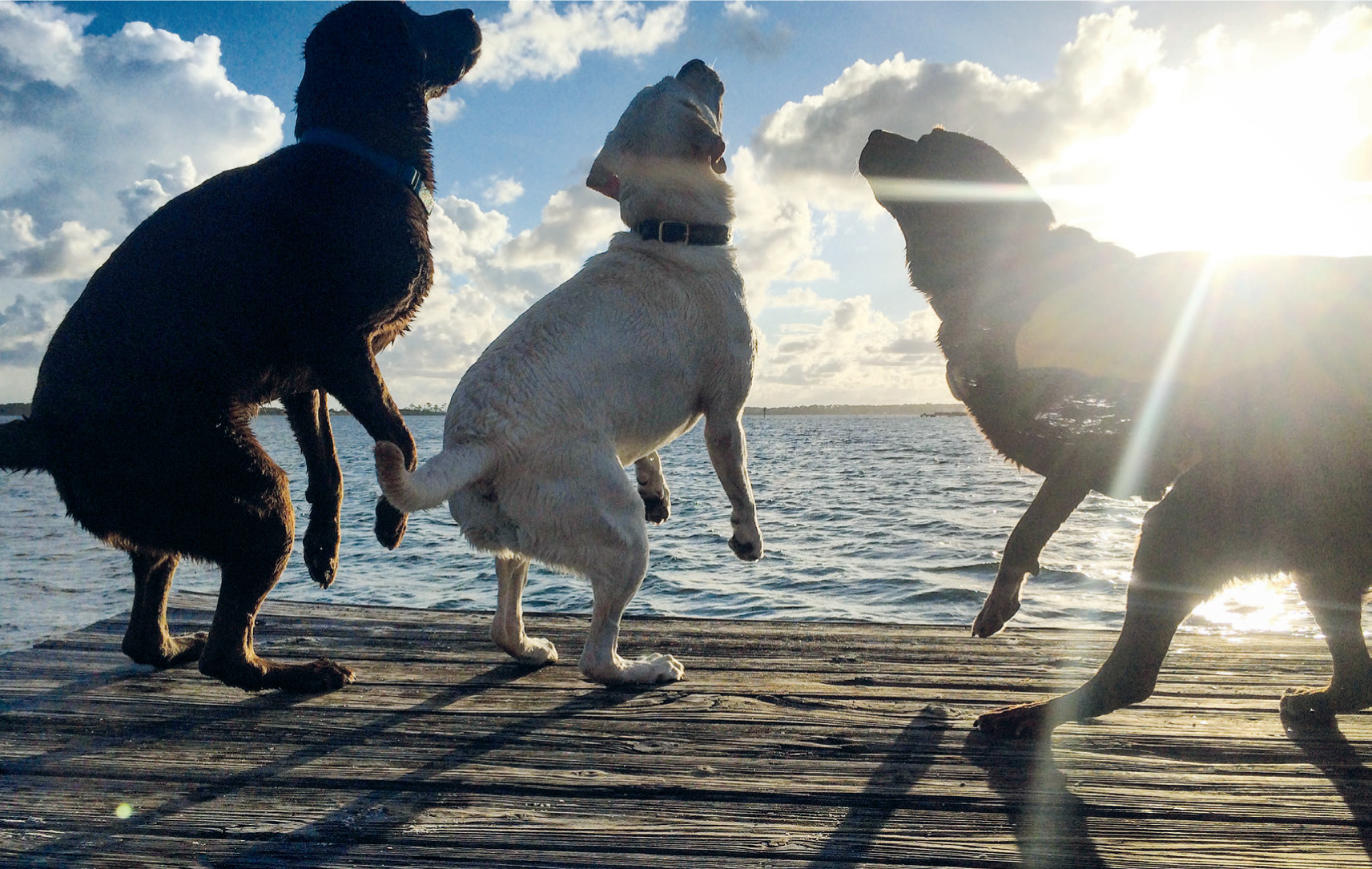 Bella was good at making friends At the beach everyone had their own ball - photo 19