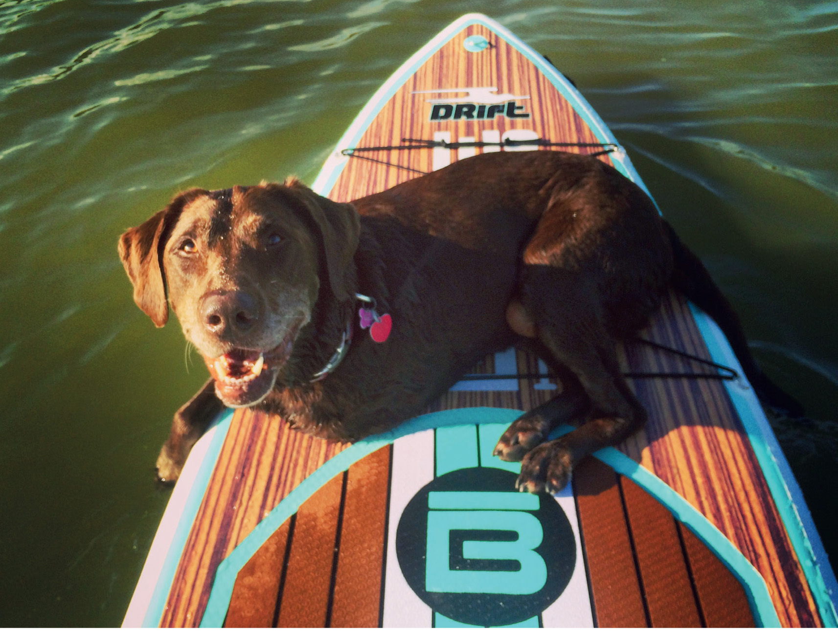 Bella found her new happy place on top of a paddleboard It quickly became her - photo 20