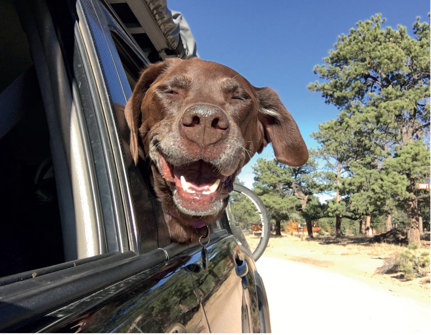 My absolutely favorite sight Bellas happy face out of the rear window smiling - photo 22