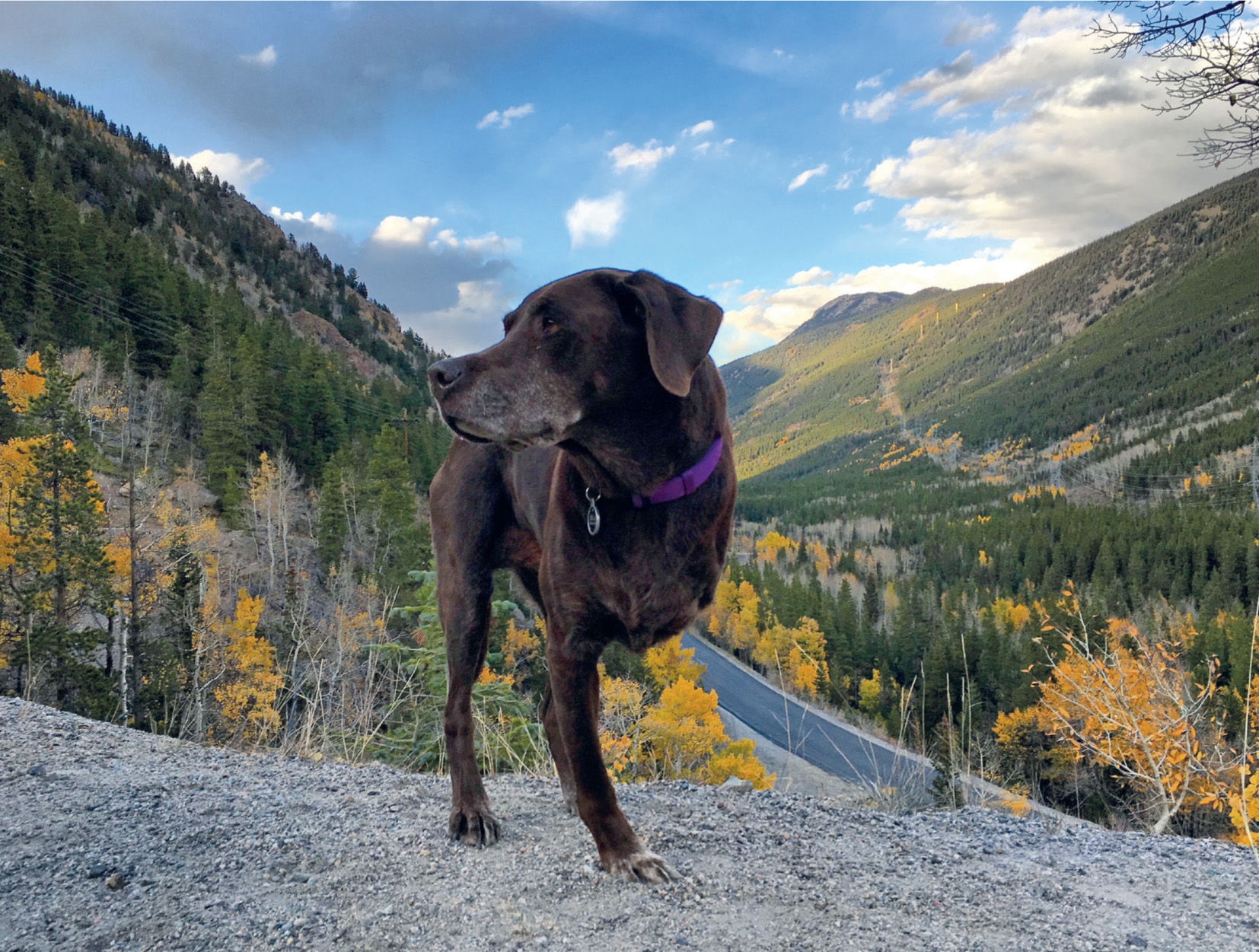 Guanella Pass in Colorado Bella was as beautiful as the surrounding sceneryAs - photo 26