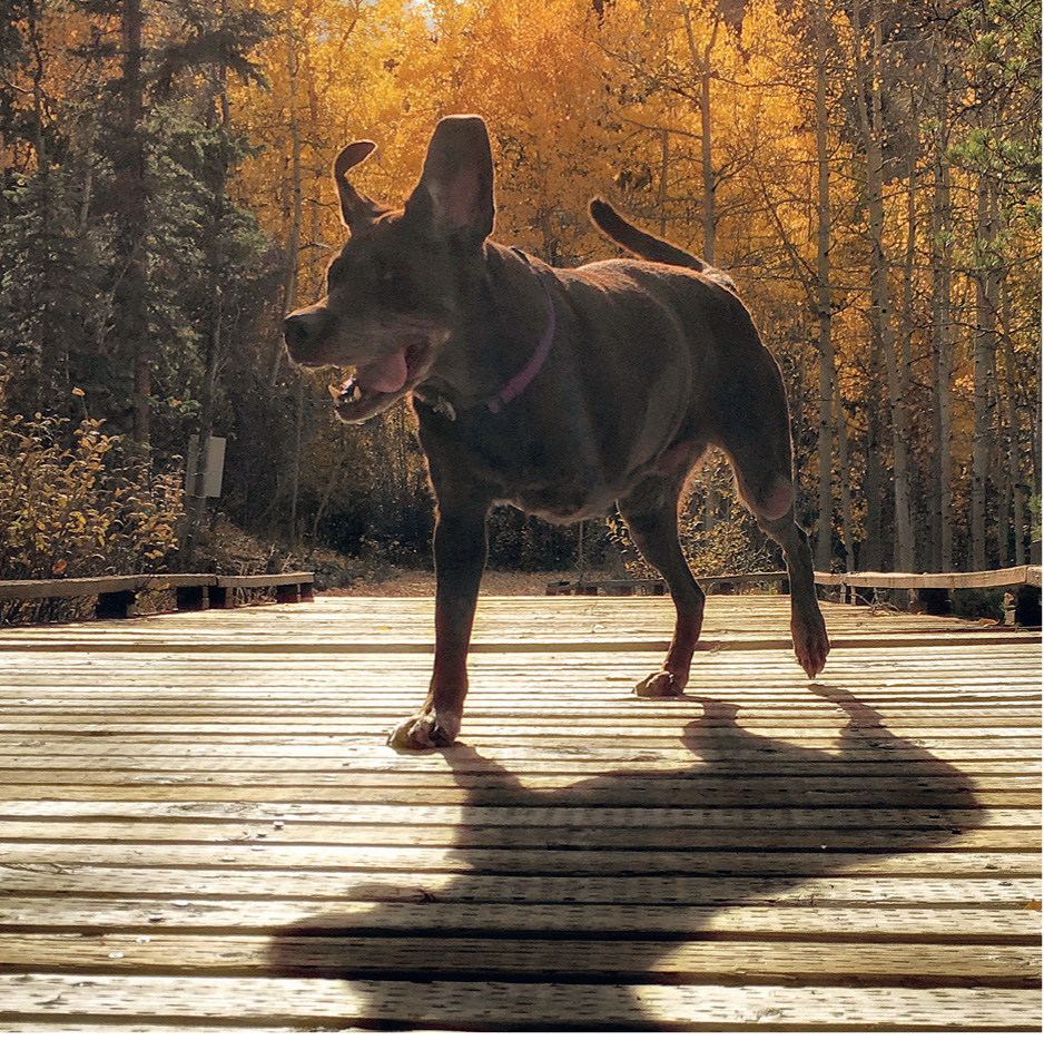 Bellas happy hop captured amongst the changing aspens along the wooden trails - photo 24