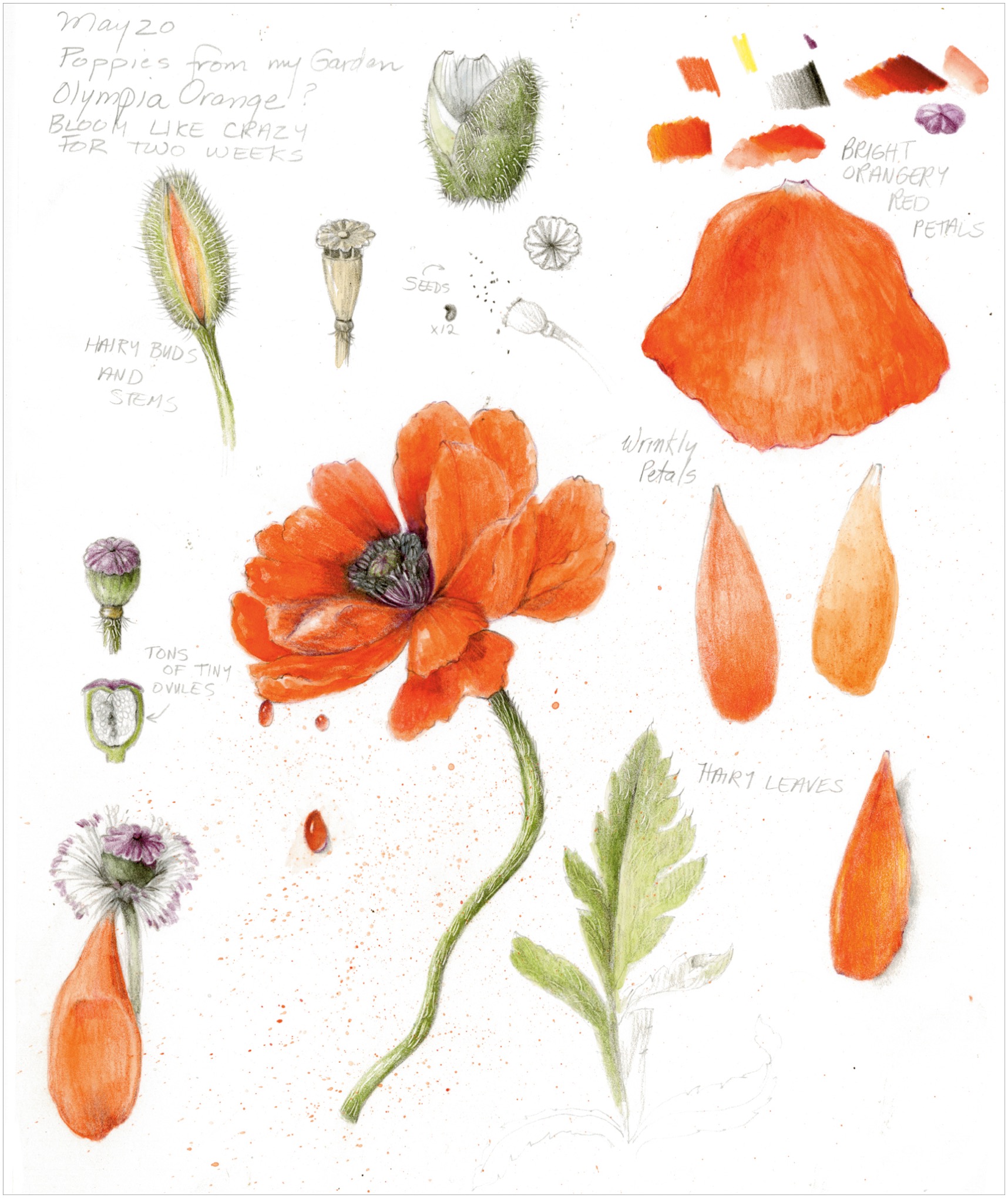 ABOUT THE AUTHOR WENDY HOLLENDER is a botanical artist illustrator - photo 2