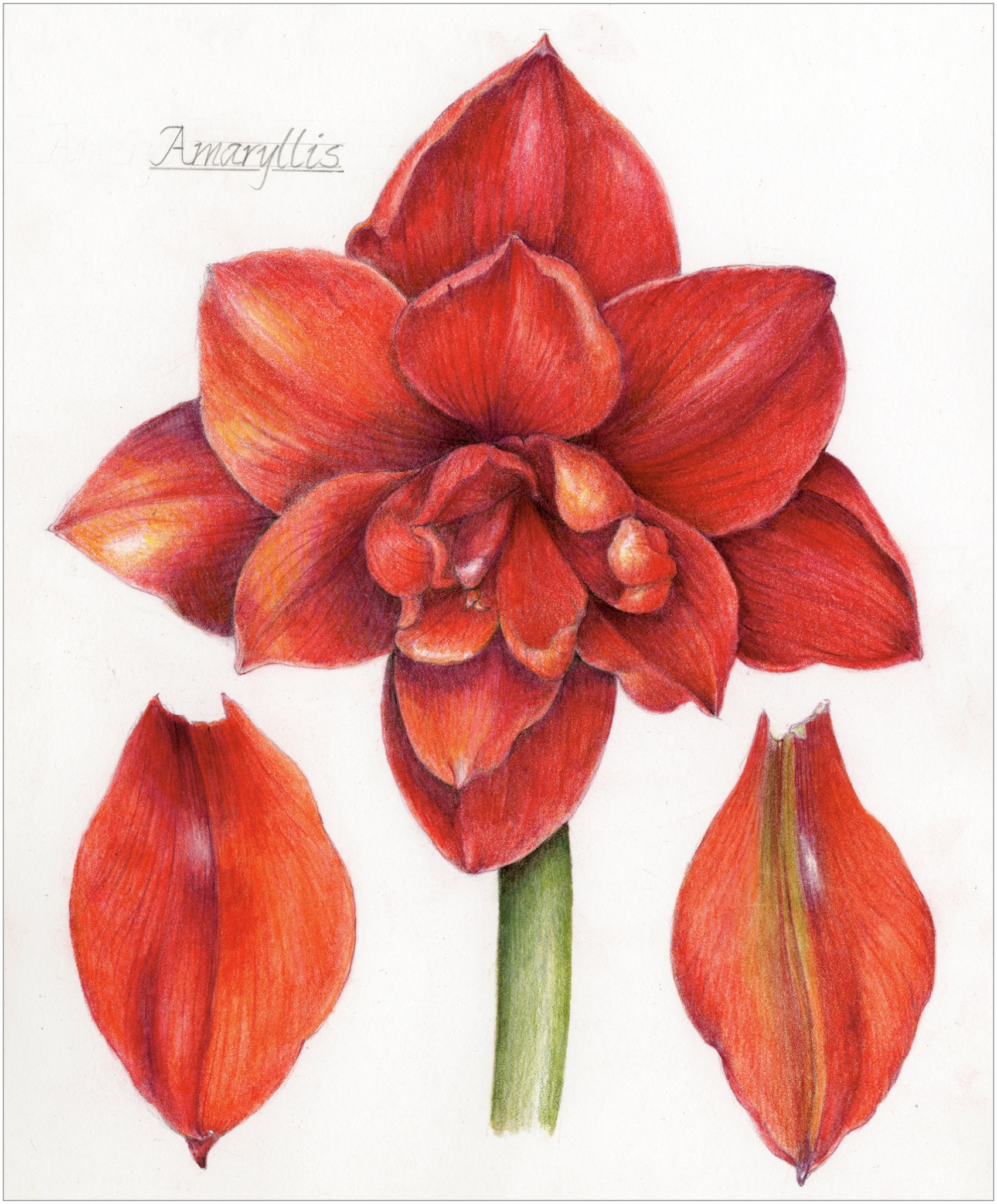 ABOUT THE AUTHOR WENDY HOLLENDER is a botanical artist illustrator - photo 1