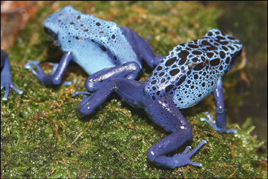 Tiger Jaguar Poison dart frogs - photo 4