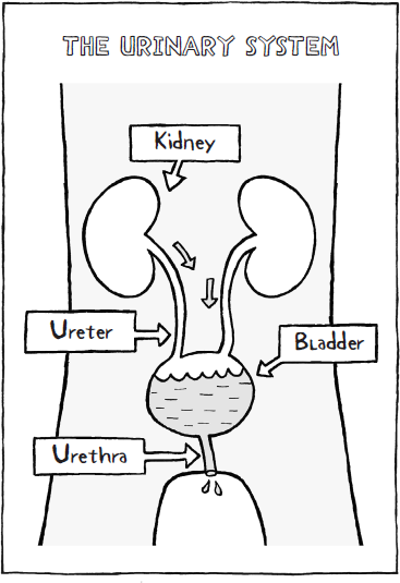 CLEVER KIDS The kidneys make sure our bodies contain the right amount of water - photo 17