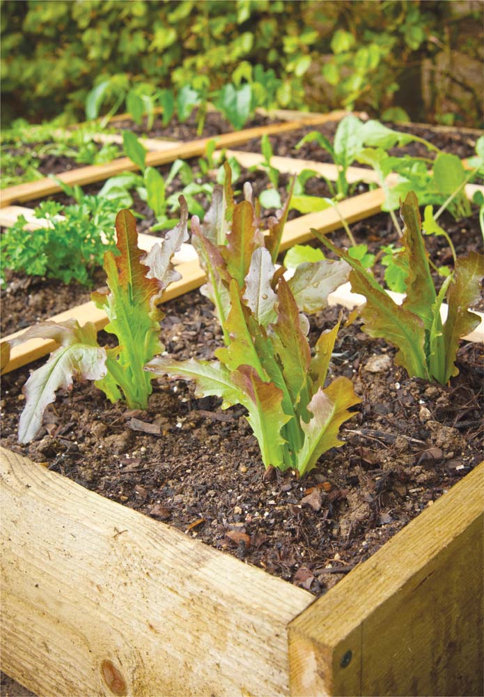 Leaf lettuce is one of the most popular SFG cropsgreat tasting easy to grow - photo 4