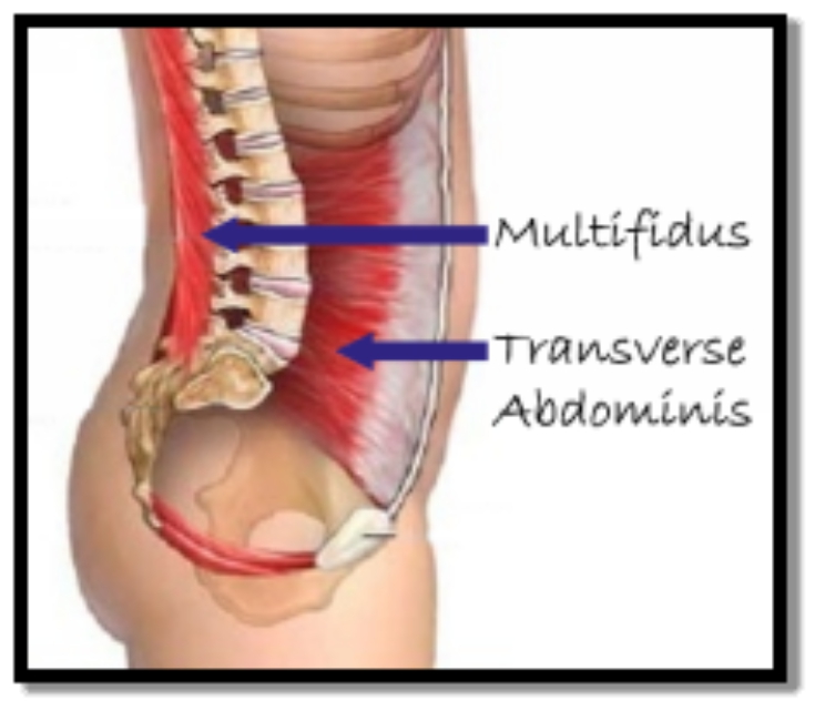 A strong core stabilizes your abdomen lower back and pelvic region strongly - photo 2