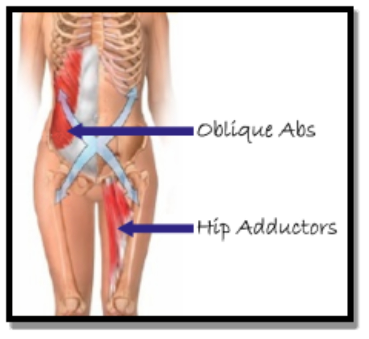 A strong core stabilizes your abdomen lower back and pelvic region strongly - photo 3