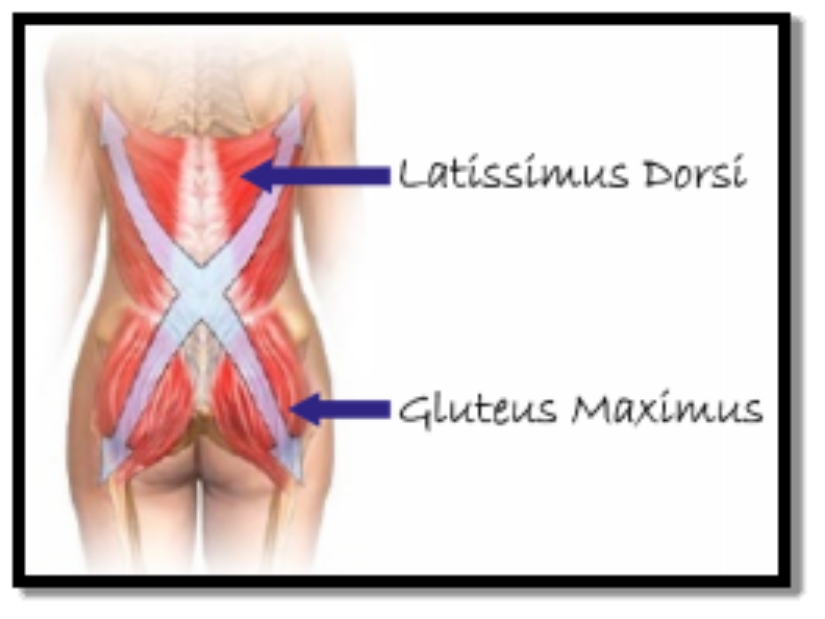 Core is the most important group of muscles in your body for standing upright - photo 4