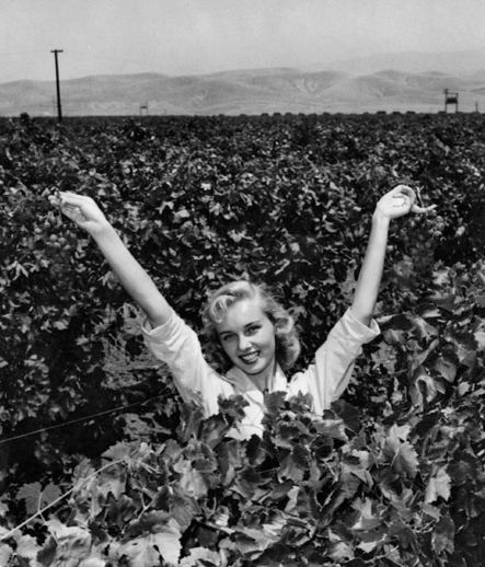 A beauty in the vineyard sometime in the 1940s Authors collection Torrey - photo 3