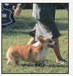 Learn the requirements of a well-bred Pembroke Welsh Corgi by studying the - photo 4