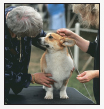 Experience the AKC dog show world including different types of shows and the - photo 10