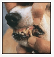 Discover how to select a proper veterinarian and care for your dog at all - photo 8