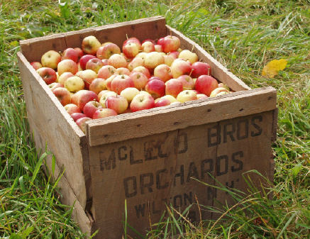 A crate of Wickson Crab a super sweet variety developed in California by plant - photo 9