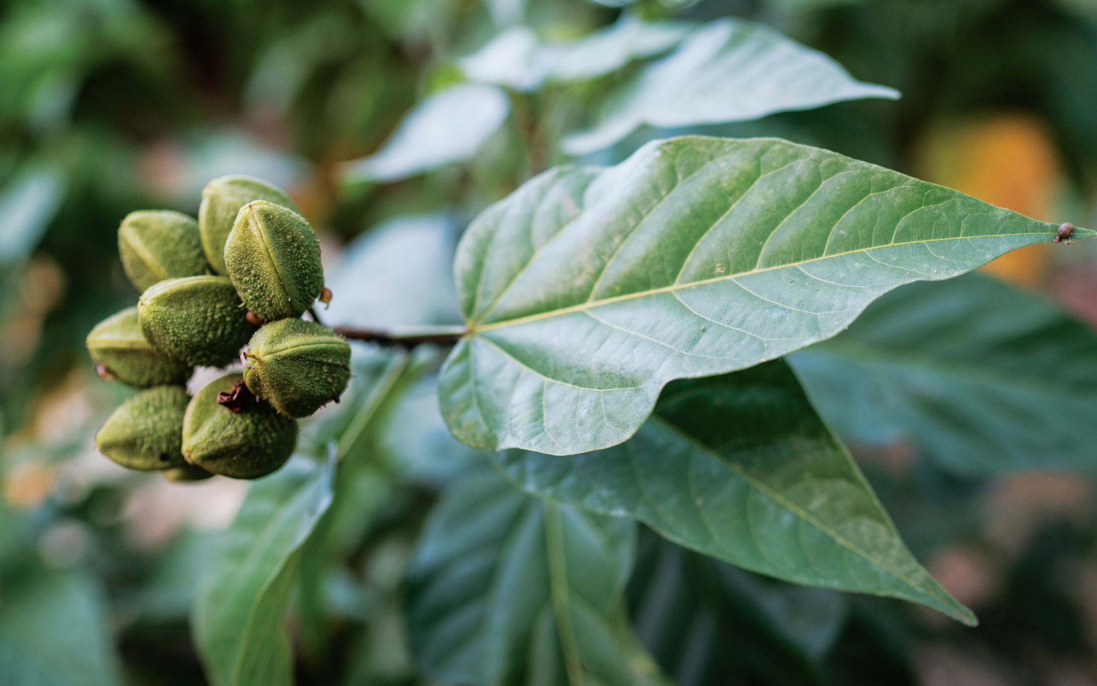 A cacao plant grows in a backyard in Nicoya Costa Rica Our Ikarian host - photo 9