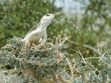 Land developers ended Ken Norriss research project on desert iguanas when they - photo 3