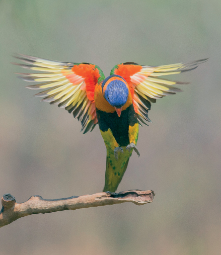 INTRODUCTION Australia is a vast country with more than 700 regular bird - photo 4