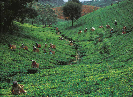 A hill country tea plantation Basic recipes Roasted curry powder - photo 2