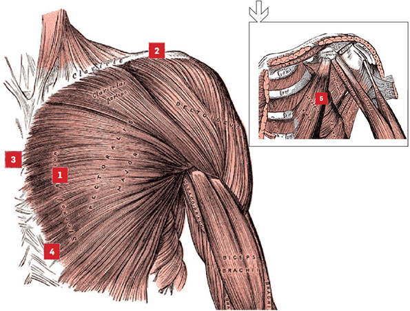 Pectoralis Major Your main chest muscle is the pectoralis major 1 Its - photo 4