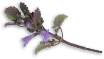 Country people heretofore did often use ground ivy above to tun it up with - photo 4