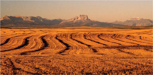 Montanas Chief Mountain a Native icon rises above fields of grain emblazoned - photo 1