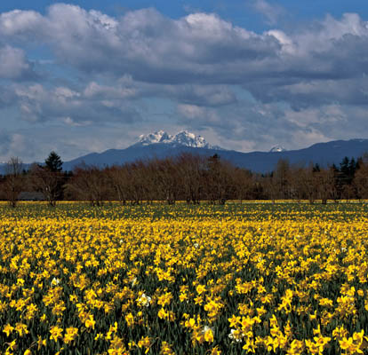 Above the yellow fields of daffodils around Bradner rise the snowy peaks of the - photo 1