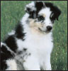 Australian Shepherd a Comprehensive Guide to Owning and Caring for Your Dog - image 5